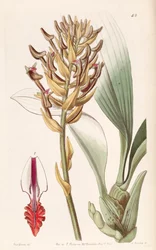 Eria ornata